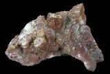 4.3" Natural, Red Quartz Crystal Cluster - Morocco - #131353-1